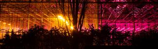 Greenhouses backlit at night by orange and pink light